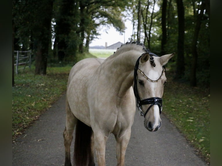 Duitse rijpony Merrie 6 Jaar 145 cm Falbe in Recke, bei Osnabrück