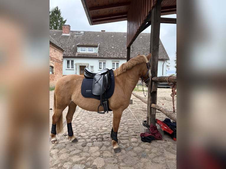 Duitse rijpony Mix Merrie 6 Jaar 145 cm Vos in Löwenberger Land