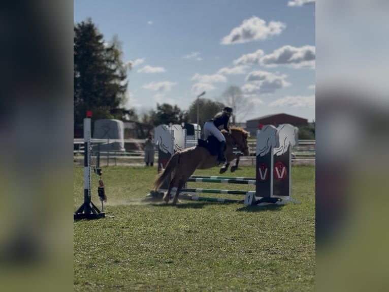 Duitse rijpony Mix Merrie 6 Jaar 145 cm Vos in Löwenberger Land