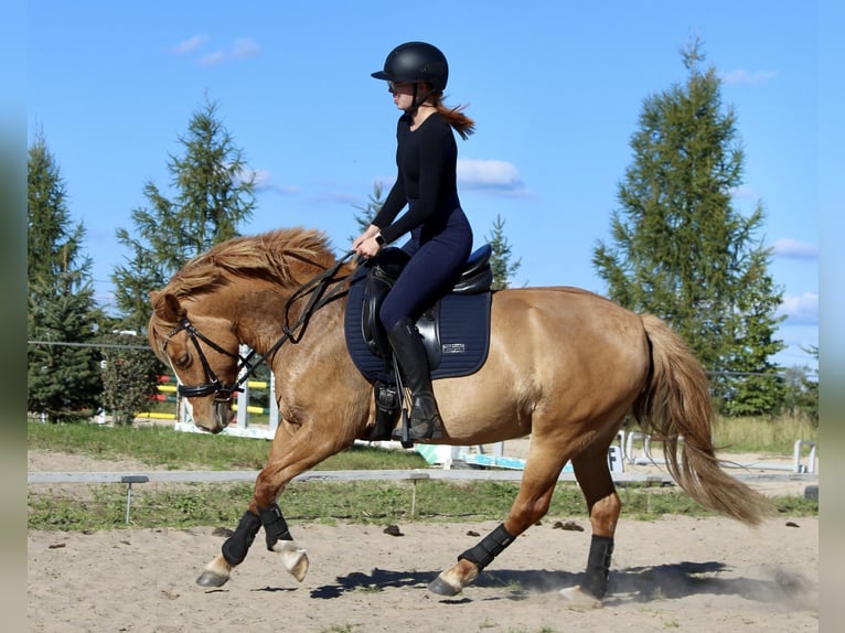 Duitse rijpony Mix Merrie 6 Jaar 145 cm Vos in Löwenberger Land