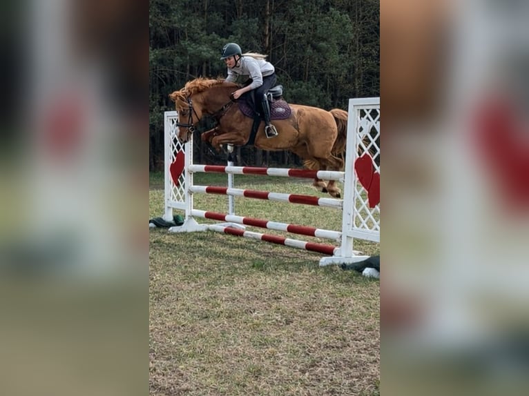 Duitse rijpony Mix Merrie 6 Jaar 145 cm Vos in Löwenberger Land