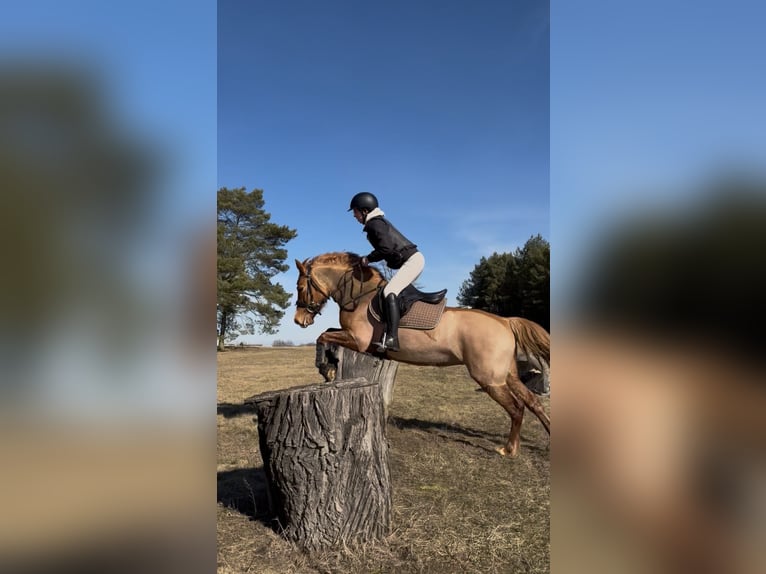 Duitse rijpony Mix Merrie 6 Jaar 145 cm Vos in Löwenberger Land