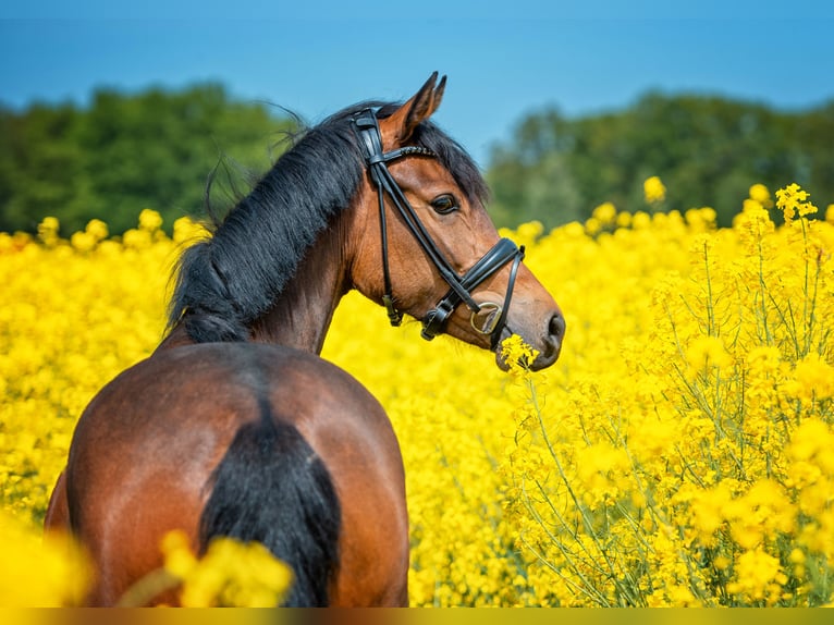 Duitse rijpony Merrie 6 Jaar 146 cm Bruin in Badbergen