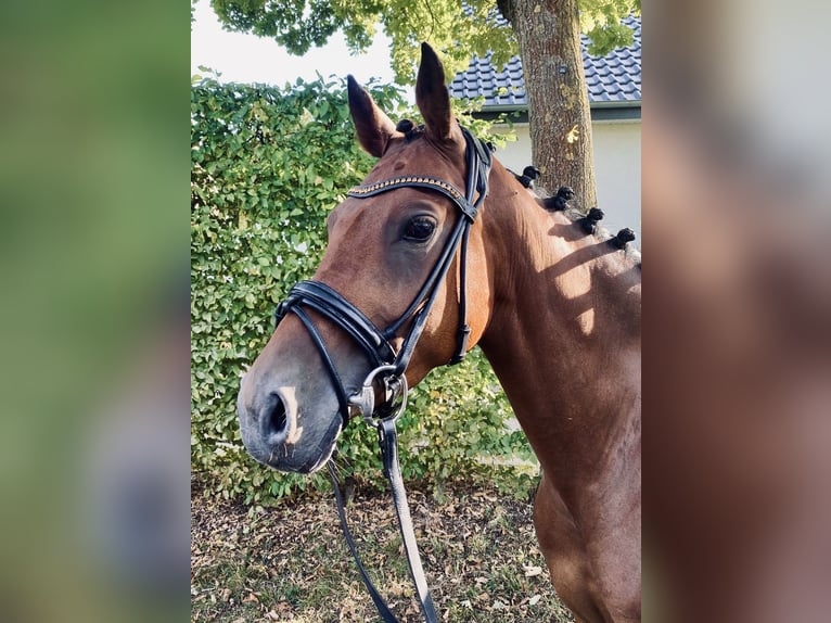 Duitse rijpony Merrie 6 Jaar 146 cm Bruin in Sendenhorst