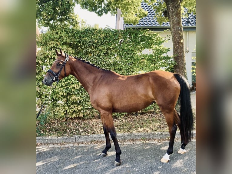 Duitse rijpony Merrie 6 Jaar 146 cm Bruin in Sendenhorst