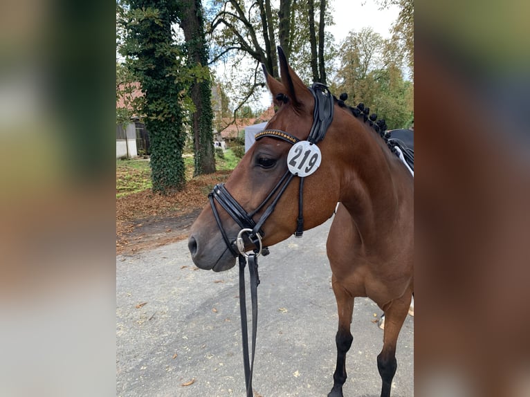 Duitse rijpony Merrie 6 Jaar 146 cm Bruin in Sendenhorst