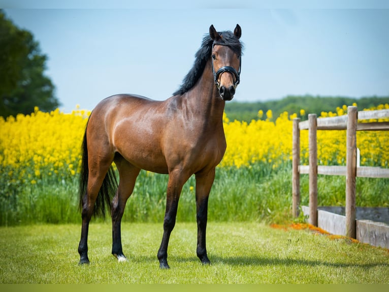 Duitse rijpony Merrie 6 Jaar 146 cm Bruin in Badbergen