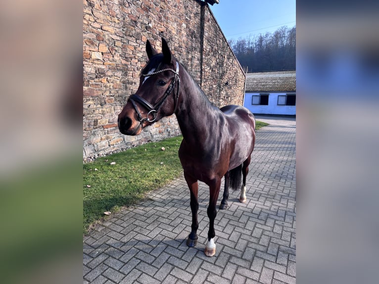 Duitse rijpony Merrie 6 Jaar 146 cm Bruin in Münster