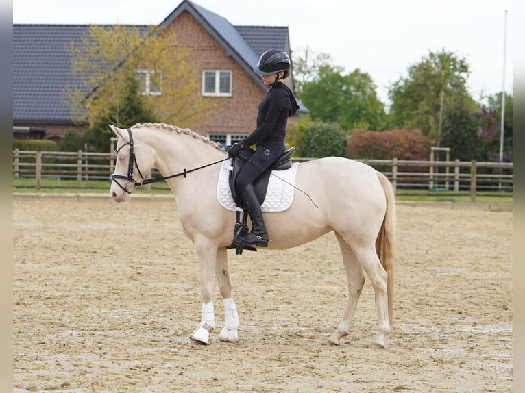 Duitse rijpony Merrie 6 Jaar 146 cm Cremello in Hamminkeln
