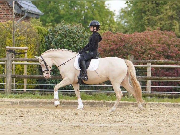 Duitse rijpony Merrie 6 Jaar 146 cm Cremello in Hamminkeln