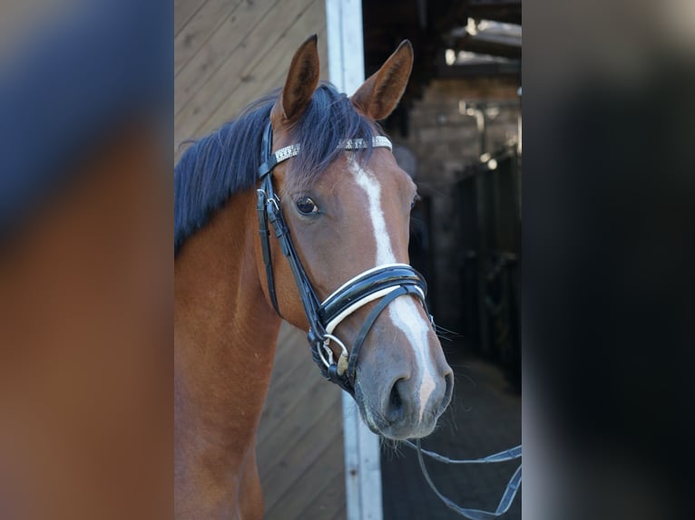 Duitse rijpony Merrie 6 Jaar 146 cm Donkere-vos in Mechtersen