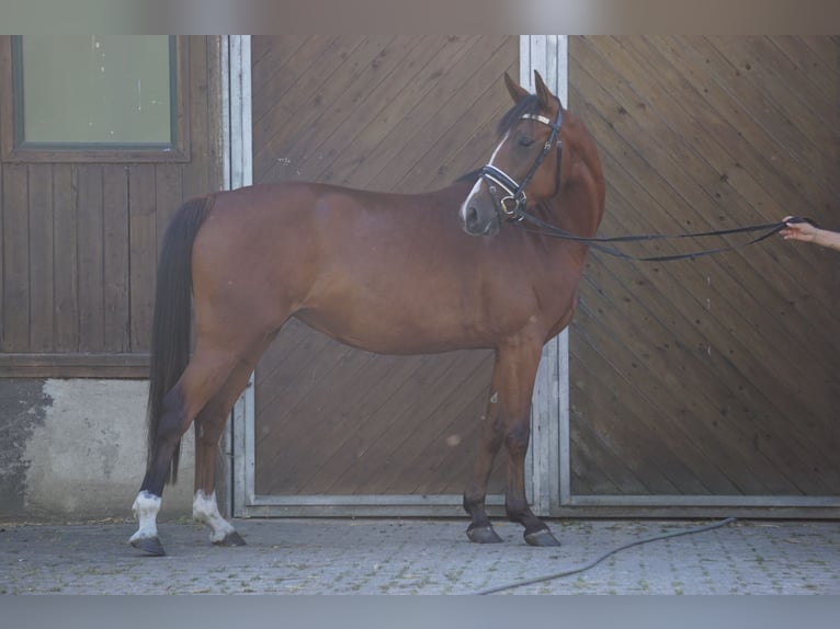 Duitse rijpony Merrie 6 Jaar 146 cm Donkere-vos in Mechtersen