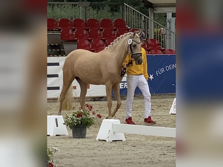 Duitse rijpony Merrie 6 Jaar 146 cm Palomino in Achim