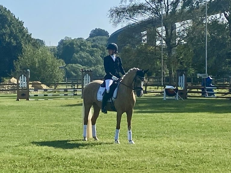 Duitse rijpony Merrie 6 Jaar 146 cm Palomino in Mülheim an der Ruhr
