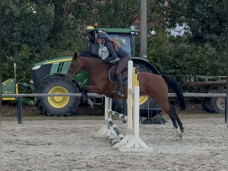 Duitse rijpony Merrie 6 Jaar 146 cm  in Schwedt/Oder