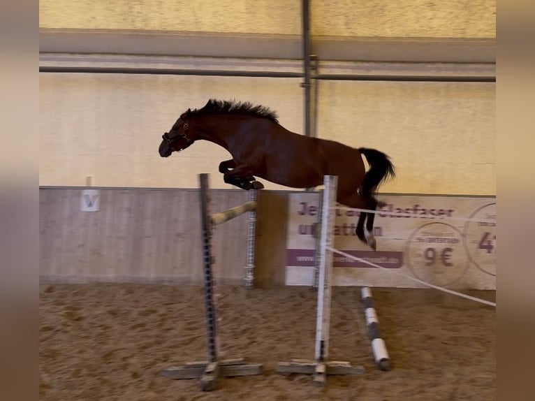 Duitse rijpony Merrie 6 Jaar 146 cm  in Schwedt/Oder