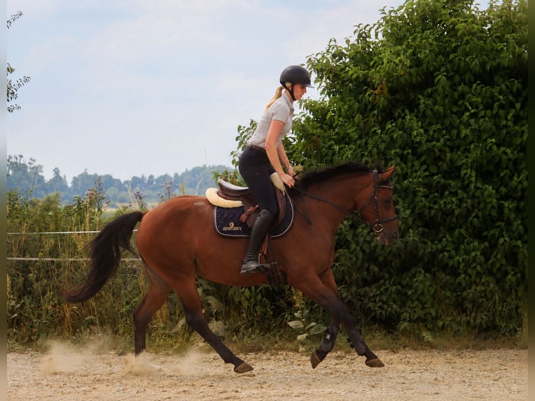 Duitse rijpony Merrie 6 Jaar 146 cm  in Schwedt/Oder