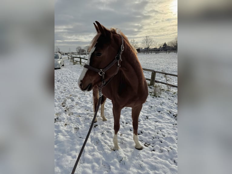 Duitse rijpony Merrie 6 Jaar 146 cm Vos in Grevenbroich