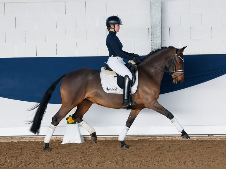 Duitse rijpony Merrie 6 Jaar 147 cm Bruin in Marsberg