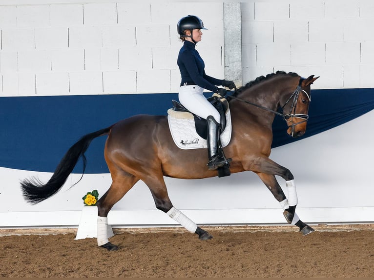 Duitse rijpony Merrie 6 Jaar 147 cm Bruin in Marsberg