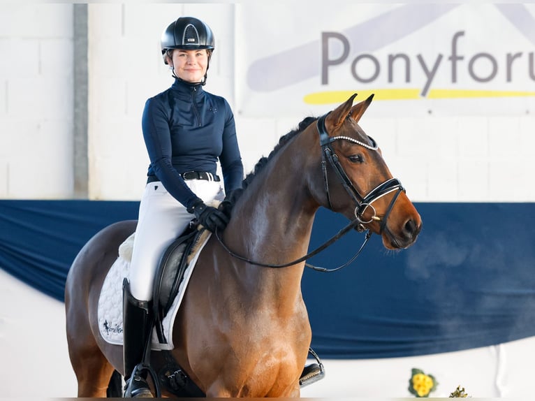 Duitse rijpony Merrie 6 Jaar 147 cm Bruin in Marsberg