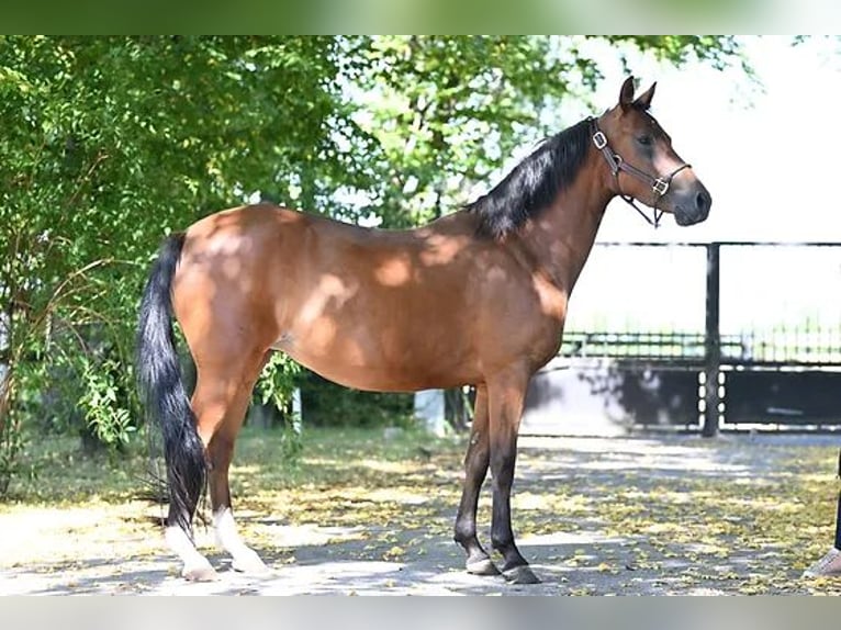 Duitse rijpony Merrie 6 Jaar 147 cm Bruin in Vettweiß