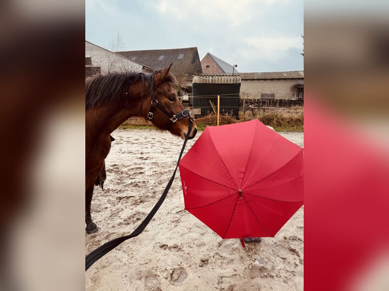 Duitse rijpony Merrie 6 Jaar 147 cm Bruin in Etingen