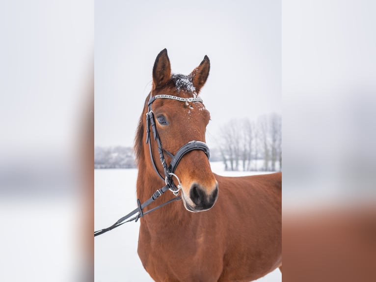 Duitse rijpony Merrie 6 Jaar 147 cm Bruin in Etingen
