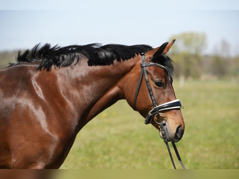Duitse rijpony Merrie 6 Jaar 147 cm Bruin in Schwedt/Oder