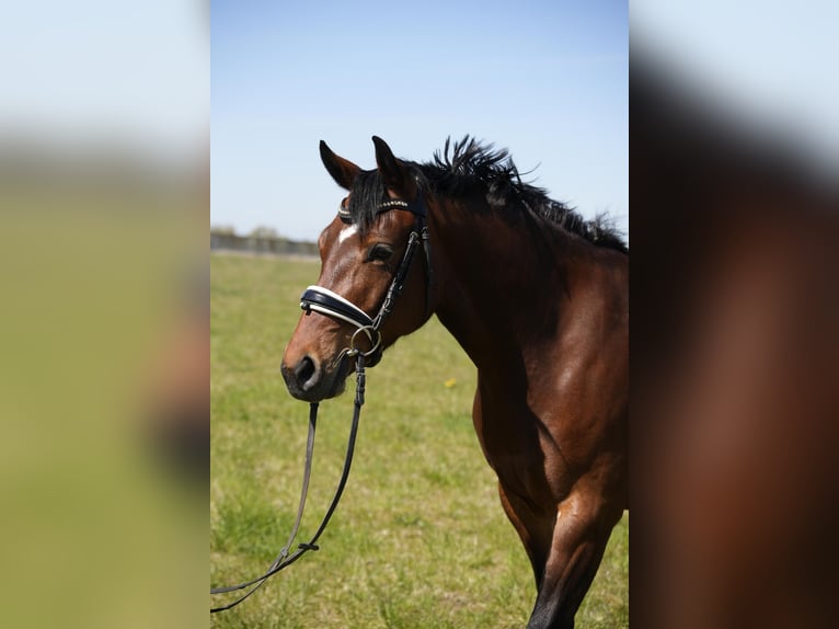 Duitse rijpony Merrie 6 Jaar 147 cm Bruin in Schwedt/Oder