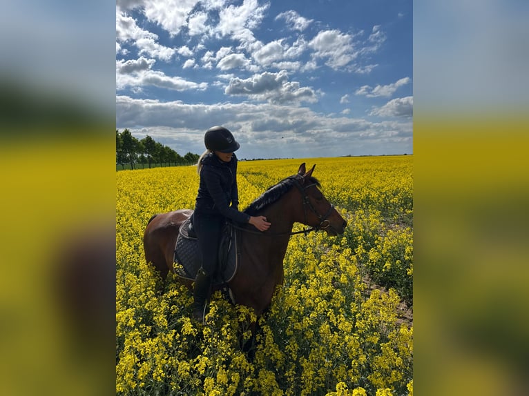 Duitse rijpony Merrie 6 Jaar 147 cm Bruin in Schwedt/Oder