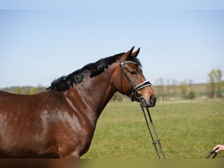 Duitse rijpony Merrie 6 Jaar 147 cm Bruin in Schwedt/Oder