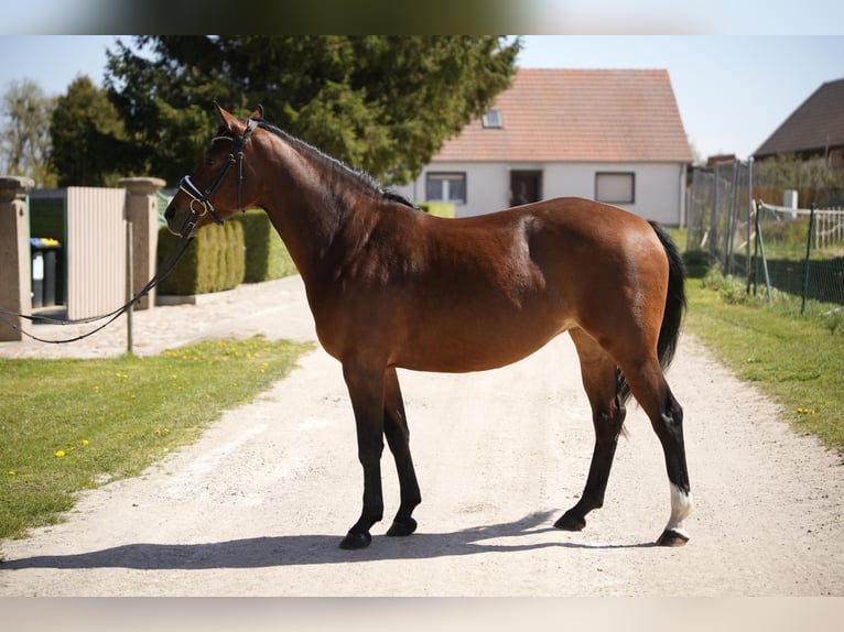 Duitse rijpony Merrie 6 Jaar 147 cm Bruin in Schwedt/Oder