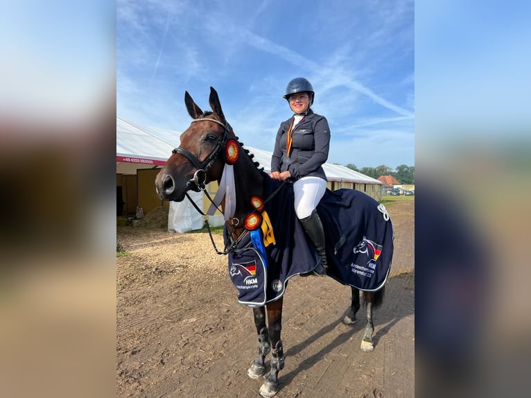 Duitse rijpony Merrie 6 Jaar 147 cm Bruin in Löningen