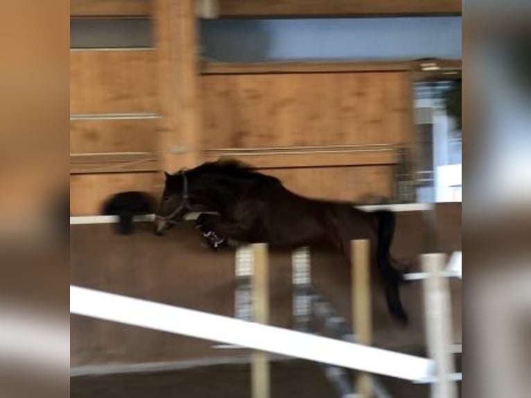 Duitse rijpony Merrie 6 Jaar 147 cm Bruin in Achern