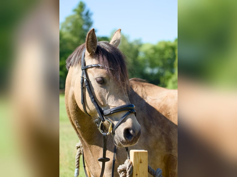 Duitse rijpony Merrie 6 Jaar 147 cm Buckskin in Grasberg