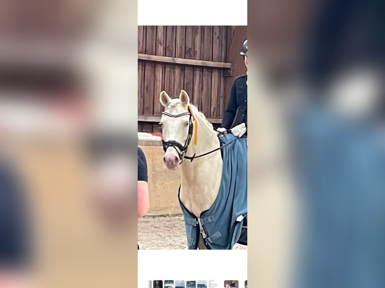 Duitse rijpony Merrie 6 Jaar 147 cm Cremello in Heinsberg
