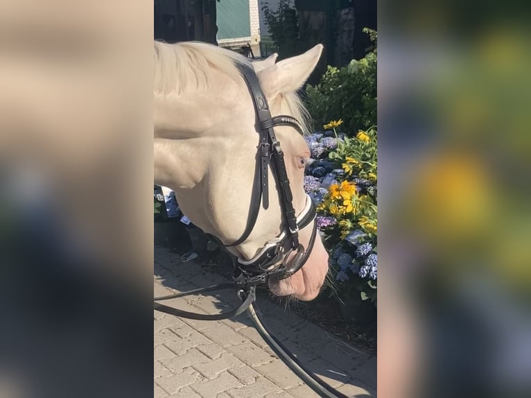 Duitse rijpony Merrie 6 Jaar 147 cm Cremello in Leverkusen