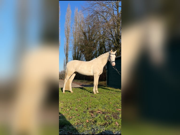 Duitse rijpony Merrie 6 Jaar 147 cm Cremello in Leverkusen