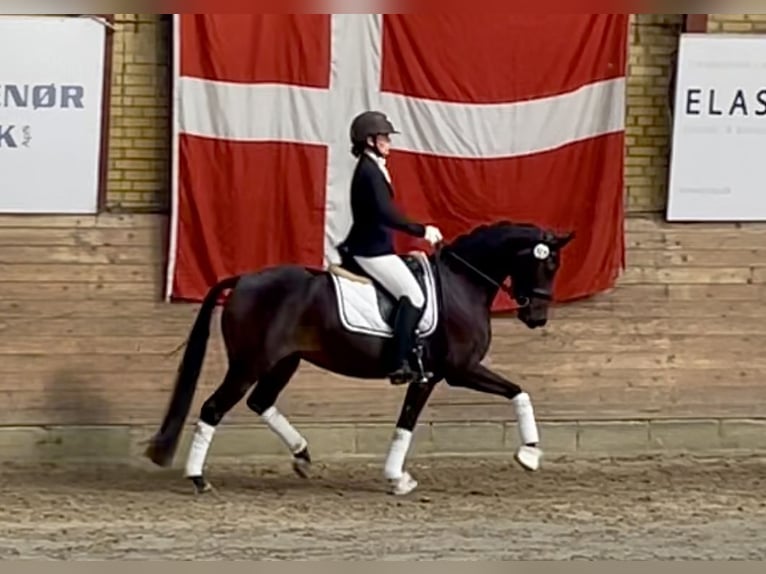 Duitse rijpony Merrie 6 Jaar 147 cm Donkerbruin in Gilleleje