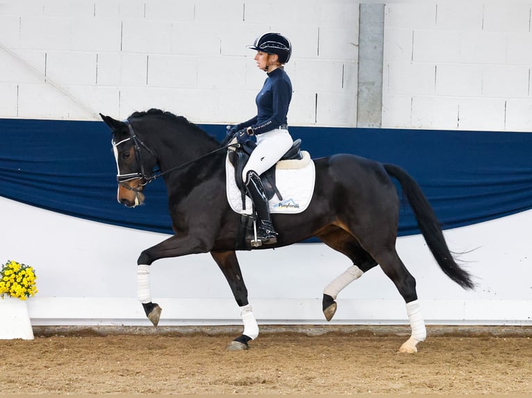 Duitse rijpony Merrie 6 Jaar 147 cm Donkerbruin in Marsberg