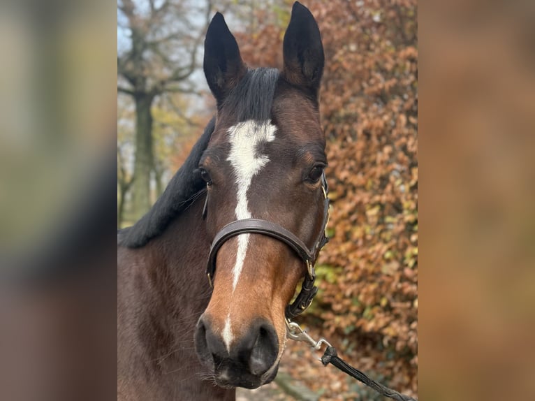 Duitse rijpony Merrie 6 Jaar 147 cm Donkerbruin in Uedem