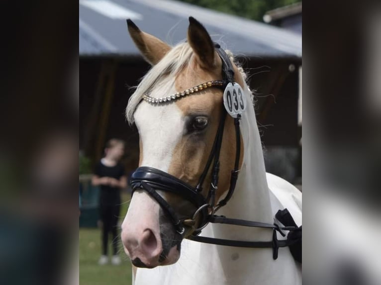 Duitse rijpony Merrie 6 Jaar 147 cm Gevlekt-paard in Jersbek