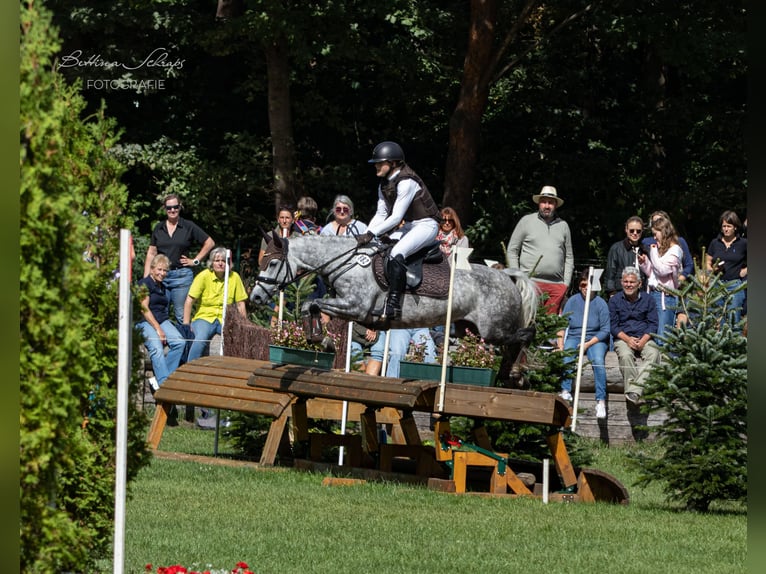 Duitse rijpony Merrie 6 Jaar 147 cm Schimmel in Egestorf