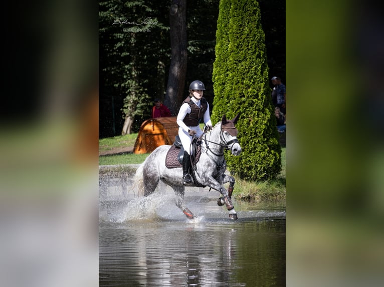 Duitse rijpony Merrie 6 Jaar 147 cm Schimmel in Egestorf