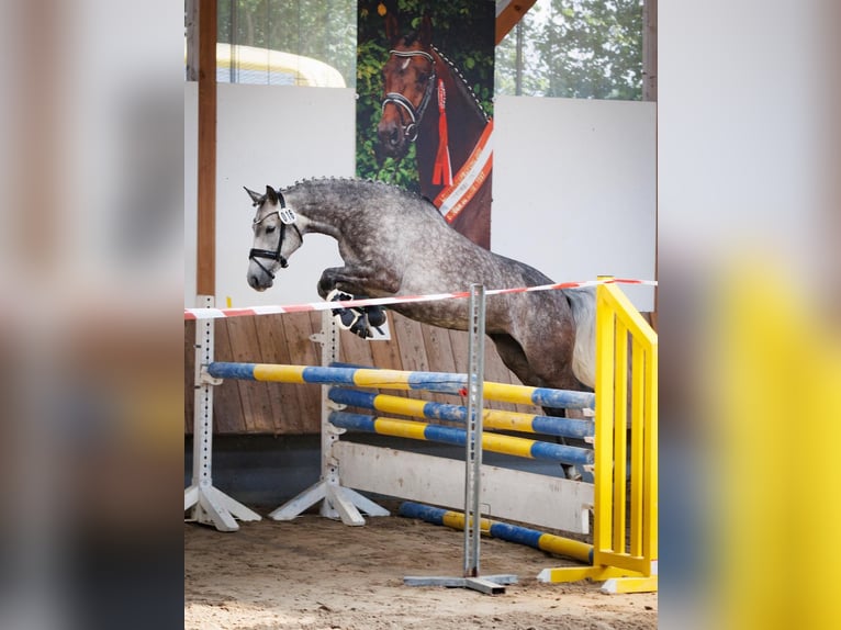 Duitse rijpony Merrie 6 Jaar 147 cm Schimmel in Egestorf