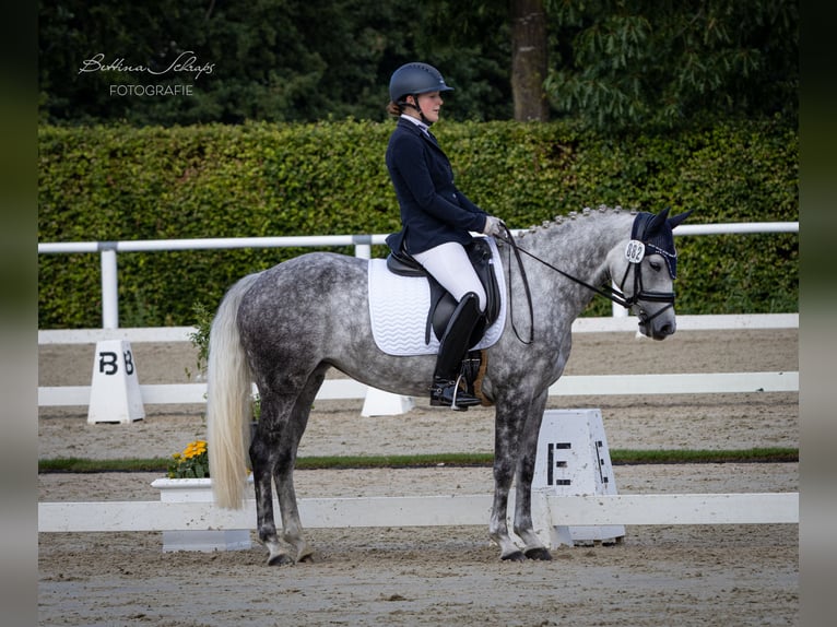 Duitse rijpony Merrie 6 Jaar 147 cm Schimmel in Egestorf