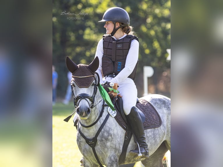 Duitse rijpony Merrie 6 Jaar 147 cm Schimmel in Egestorf
