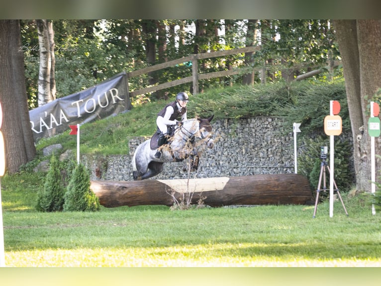 Duitse rijpony Merrie 6 Jaar 147 cm Schimmel in Egestorf