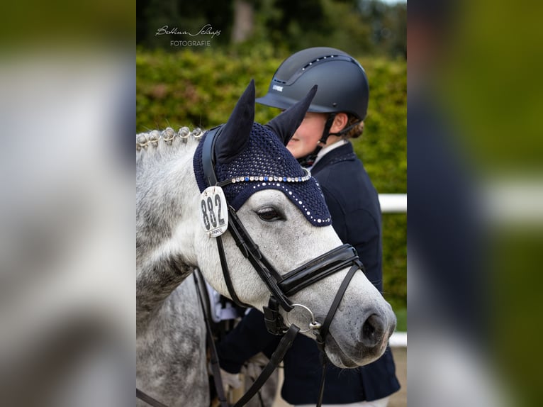 Duitse rijpony Merrie 6 Jaar 147 cm Schimmel in Egestorf
